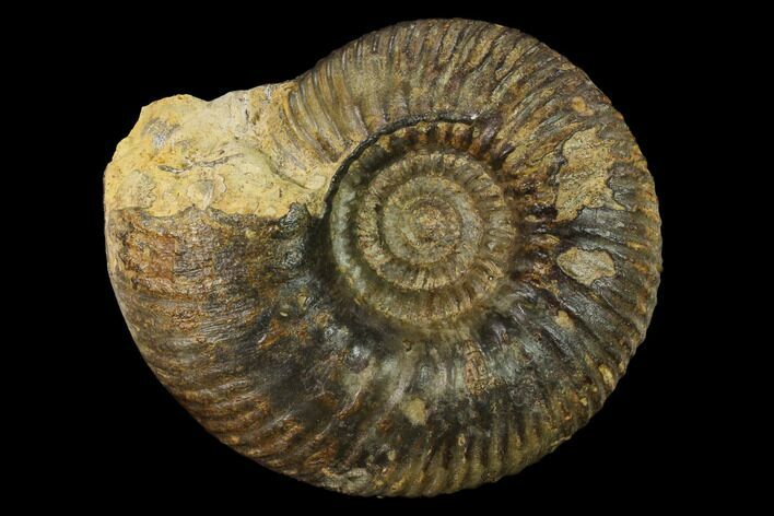Bathonian Ammonite (Procerites) Fossil - France #152722